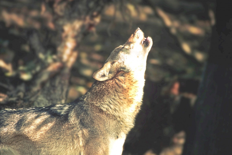 antonio iannibelli lupo