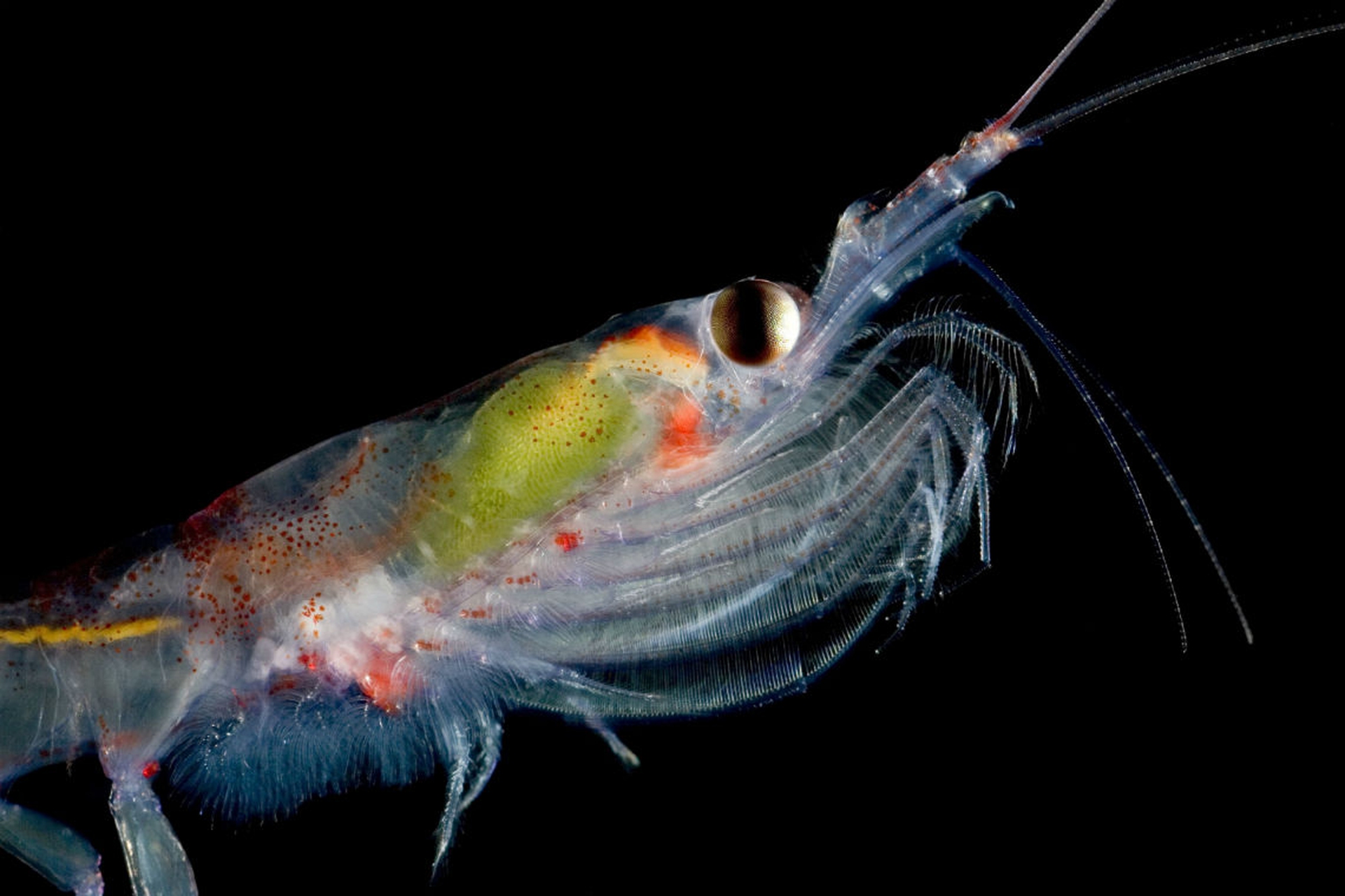 krill Antartico foto natureplcom_Ingo Arndt WWF _279155