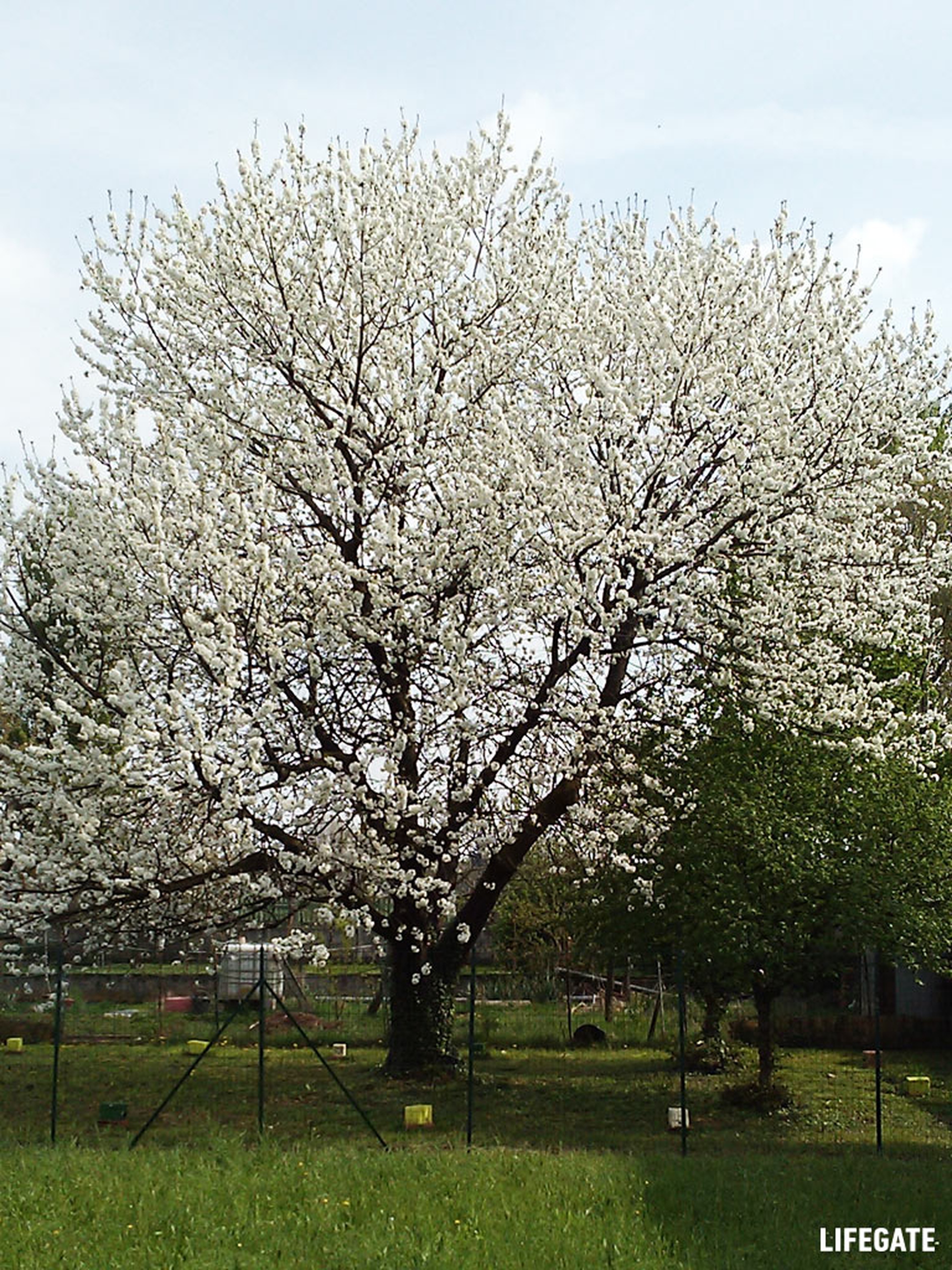 Bee my Future di LifeGate