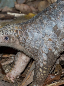 Pangolin scales will no longer be used in traditional Chinese medicine