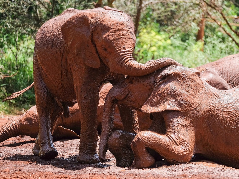 Cuccioli di elefante