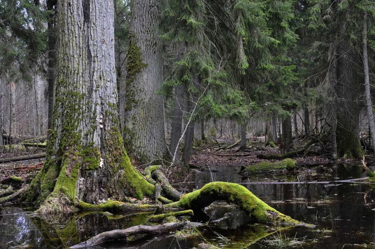 foresta-bialowieza-polonia