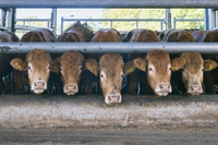 Un’indagine della Lav svela il costo occulto della carne in Italia
