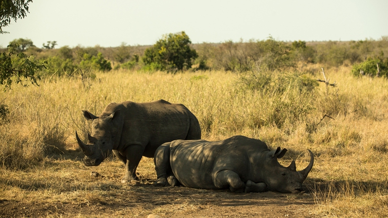 Decolonizzare e rafforzare la scienza per tutelare la biodiversità e lo sviluppo. Il caso del Mozambico