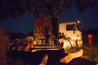 La tratta illegale di legno di palissandro finanzia la lotta armata in Senegal
