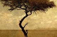 StanzaScirocco Acacia, africana