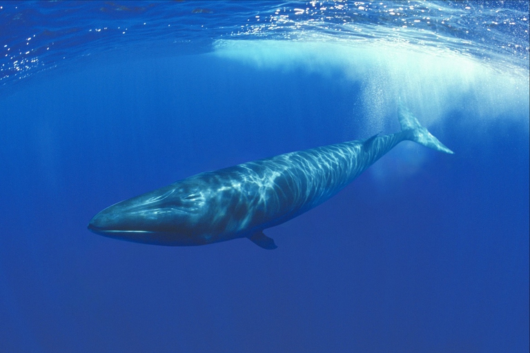 Sei whale calf diving underwater (Balaenoptera borealis) Azores, North Atlantic
