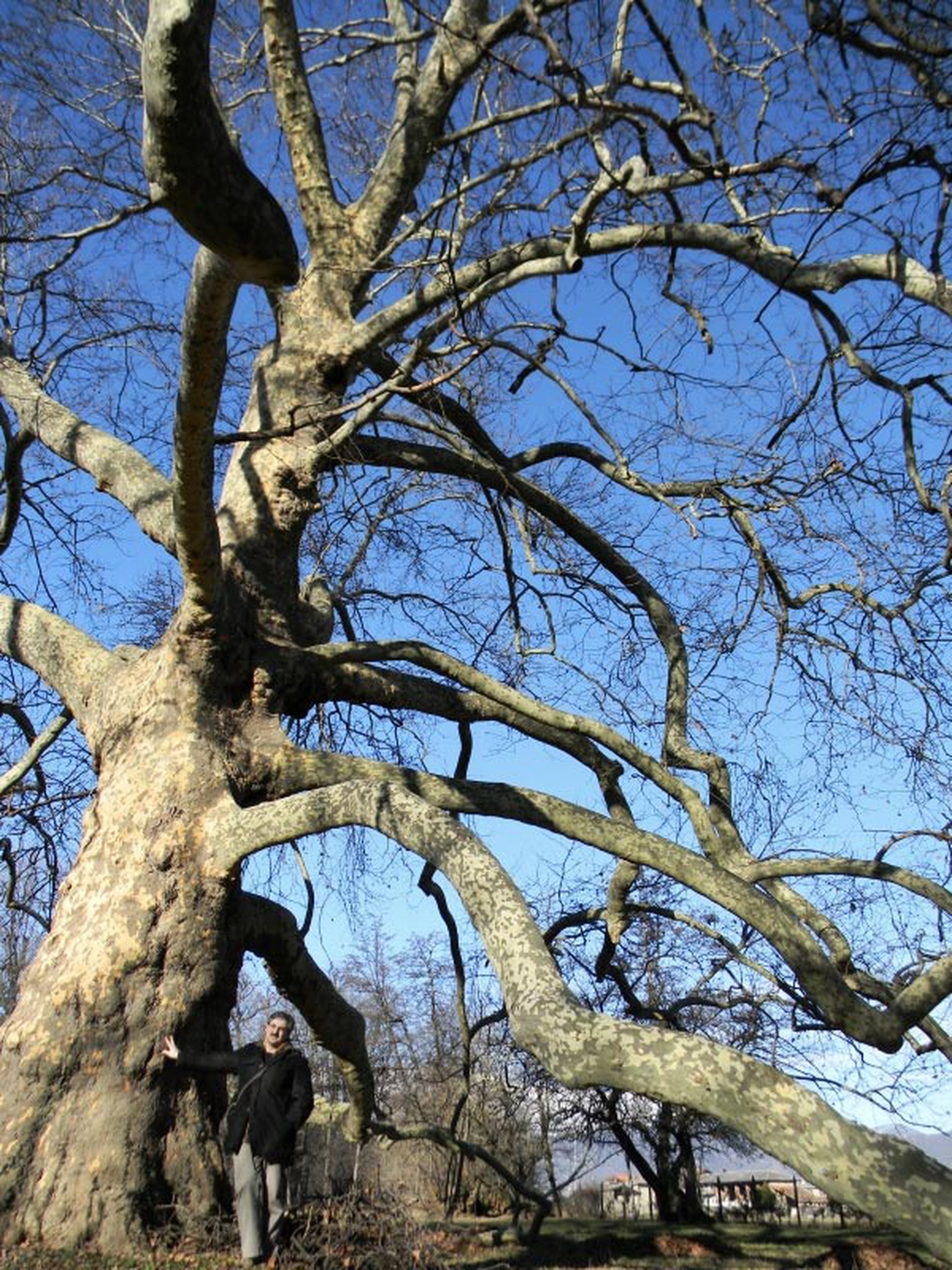 10 maestosi alberi monumentali da andare a trovare