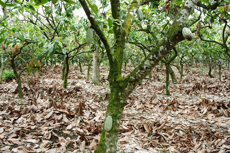 Alberi di cacao