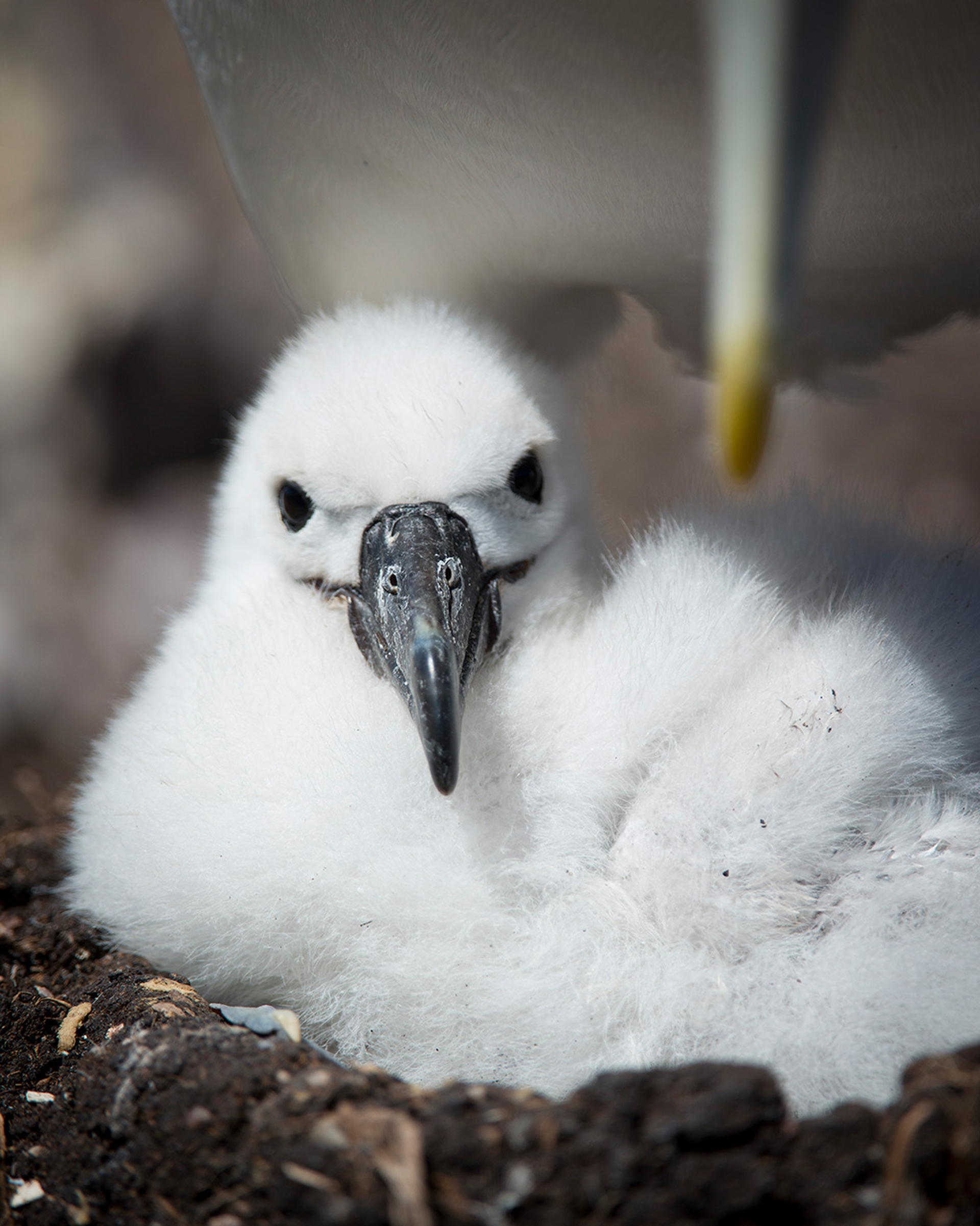 Il nido è molto importante per la crescita degli albatri