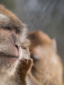 La nuova vita dei macachi salvati dalla vivisezione