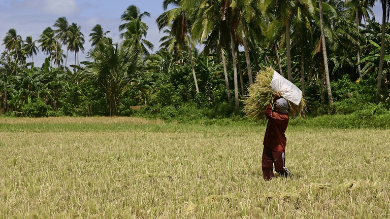 fame nel mondo, pandemia
