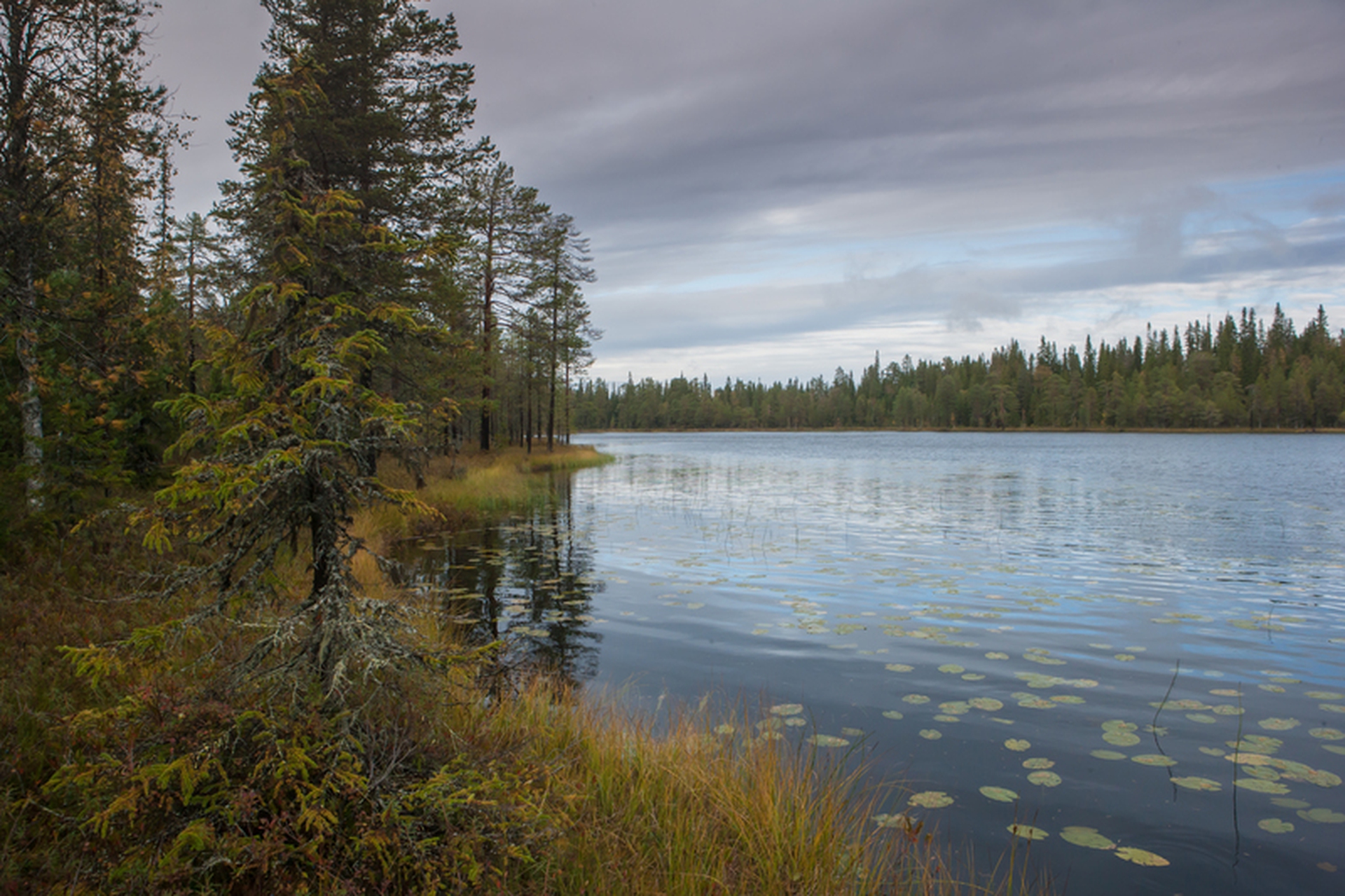 La foresta di Dvinsky minacciata dall'industria del legno