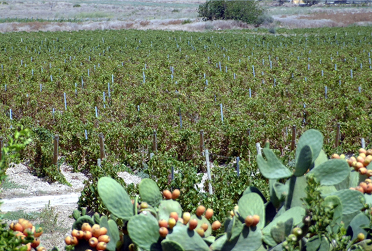 vigna-san lorenzo