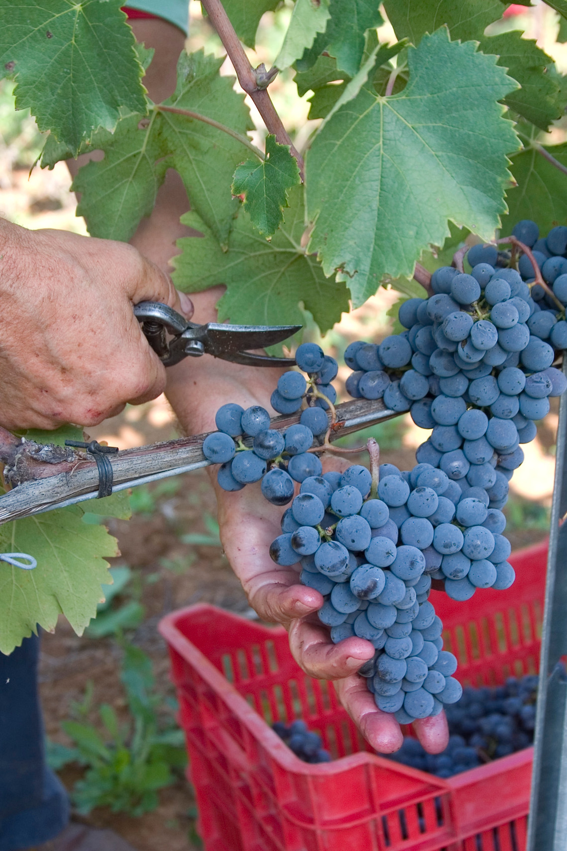 Paradiso di Frassina: l'uva