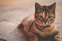 Ipertiroidismo nei gatti, i consigli dell’esperto