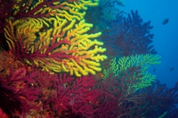 Specie aliene, biodiversità in crisi, temperature in aumento. Così soffre il Mediterraneo