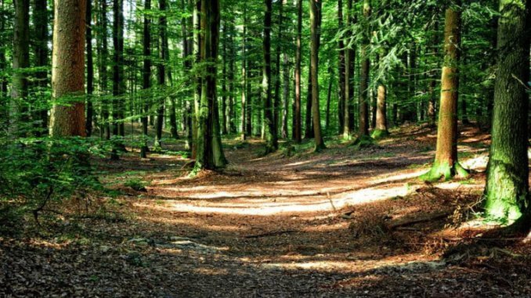 Il bosco di Palo Laziale