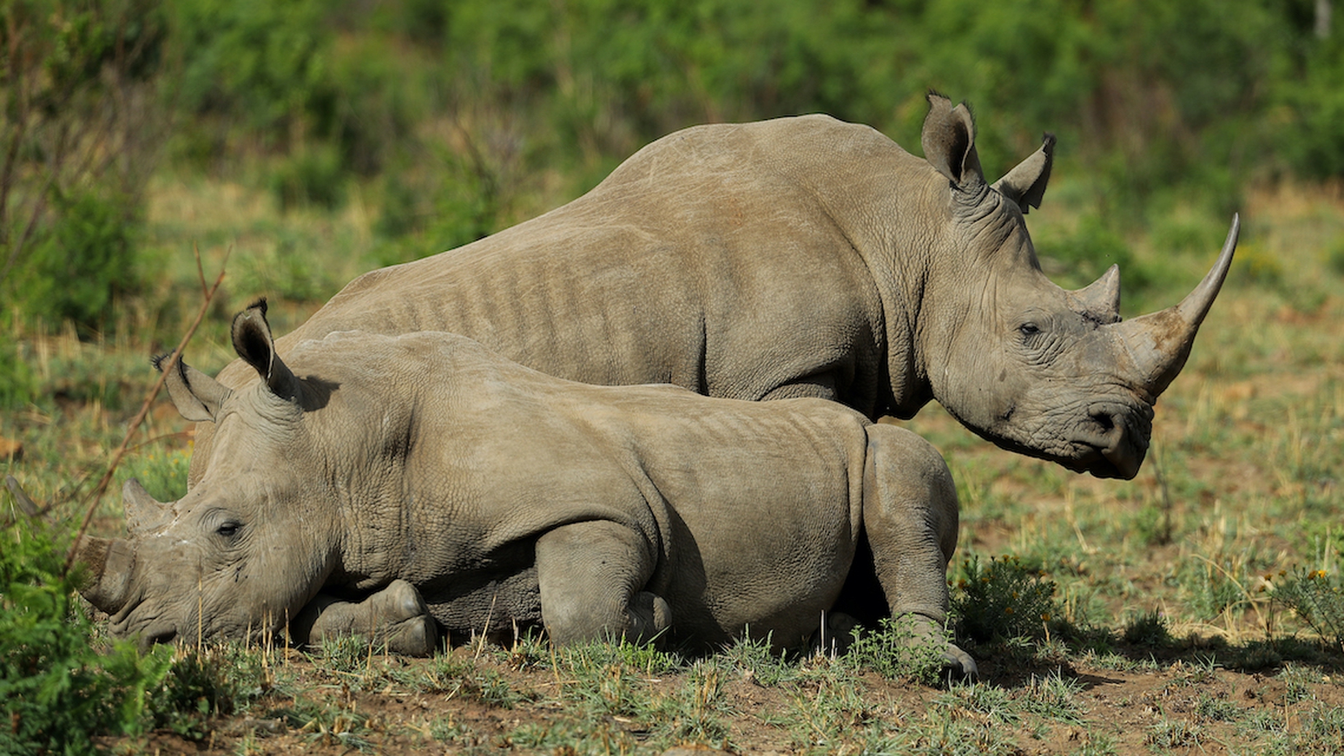 In the midst of coronavirus poachers seize the chance to kill rhinos in  Africa - LifeGate