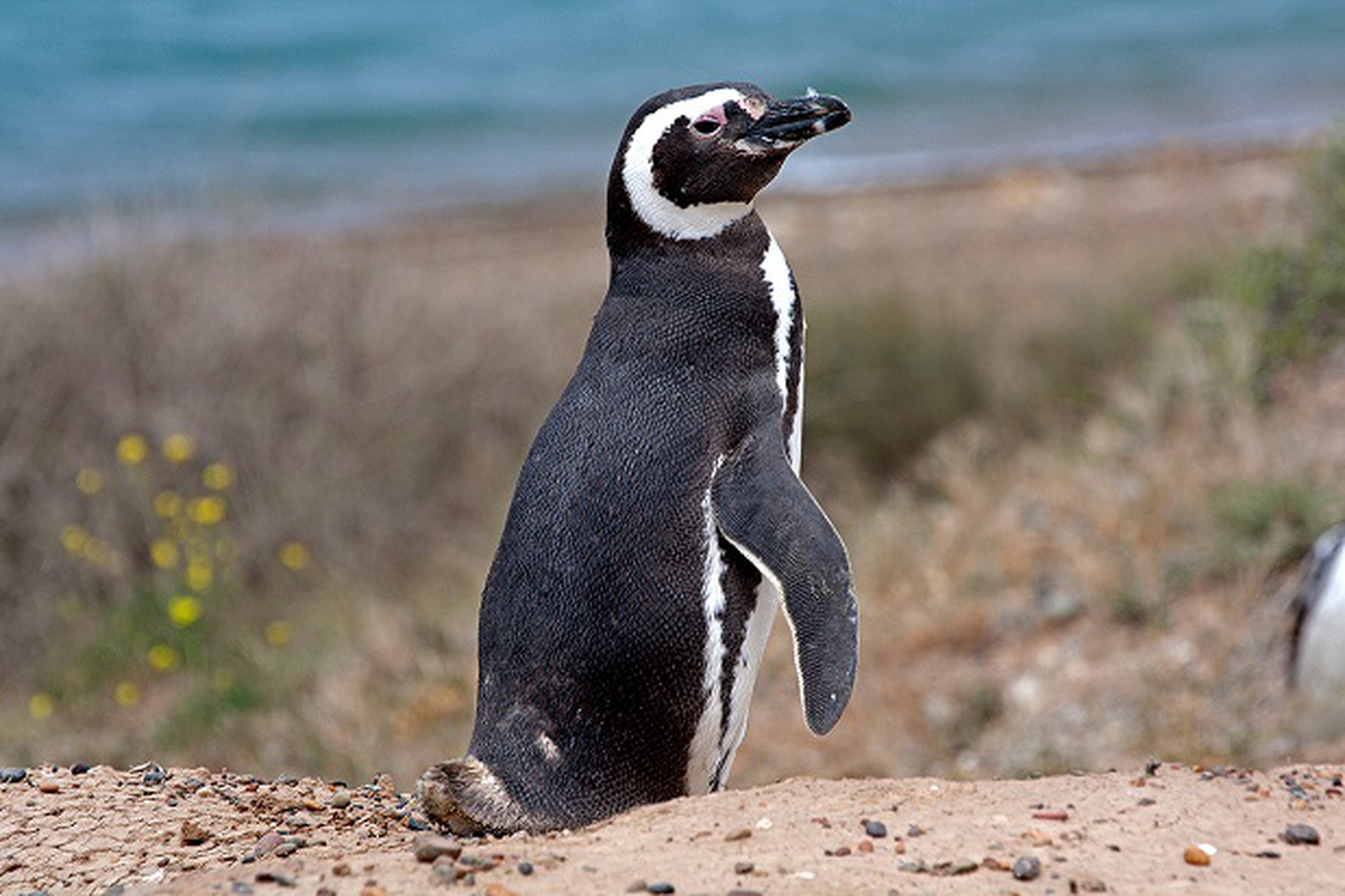 pinguino di magellano