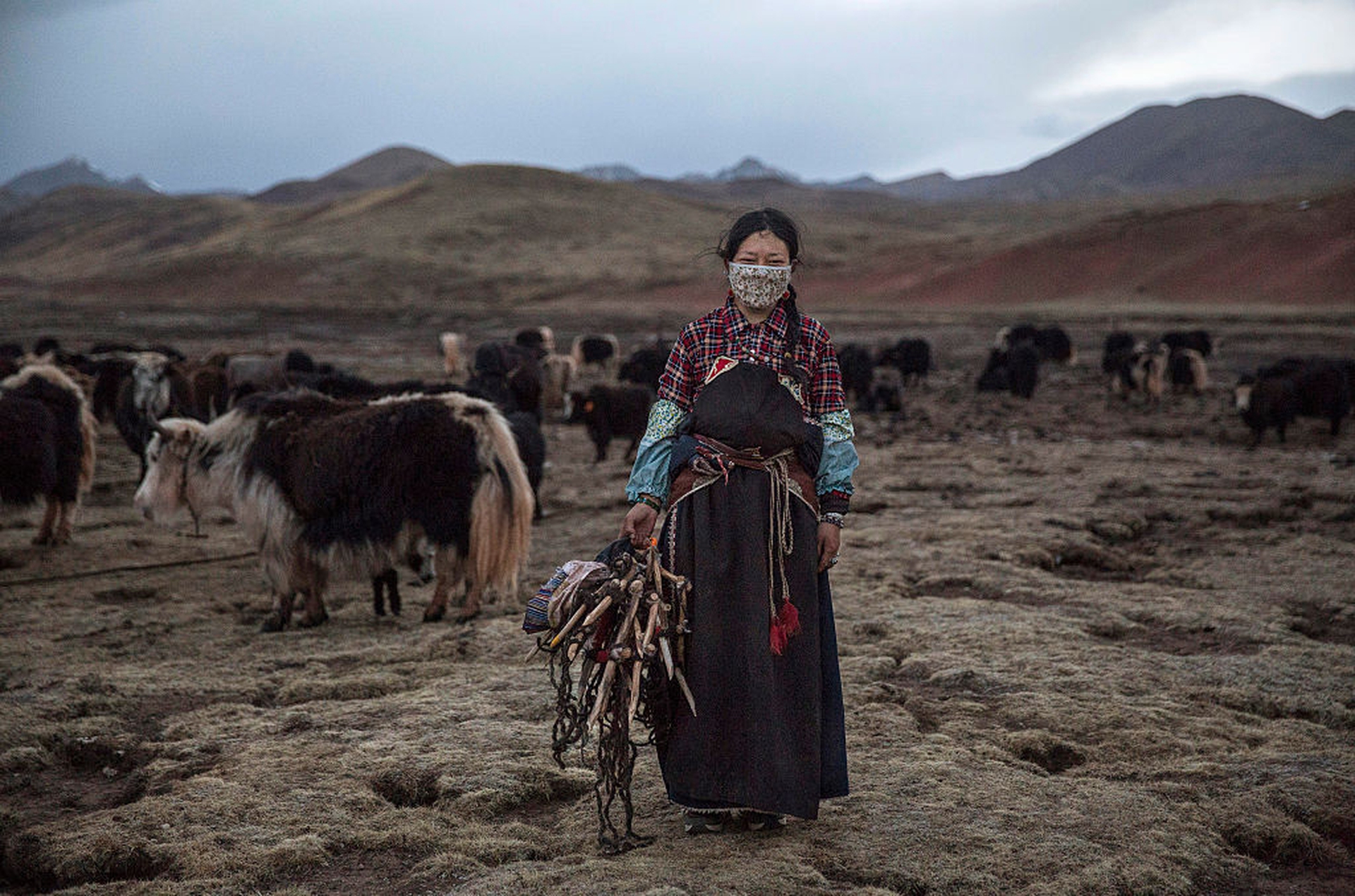 Tibetan female yak herder