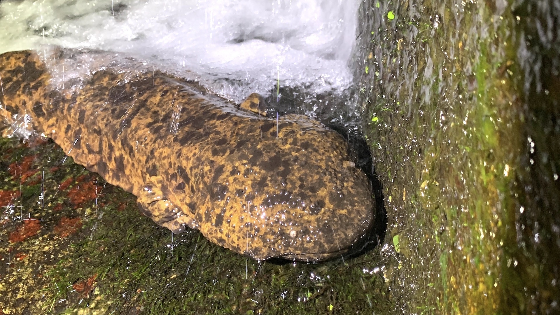 A Japanese giant salamander struggling against a weir