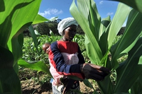 Drought in Zambia, maize output could fall by half due to unpredictable weather