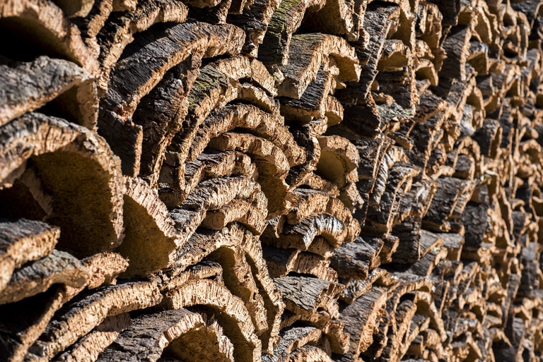 Processo di essiccazione della corteccia della quercia da sughero