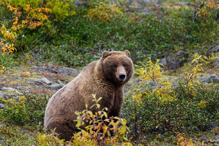 Orso grizzly in Alaska