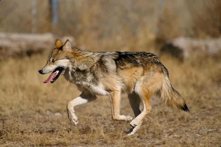 Canis lupus