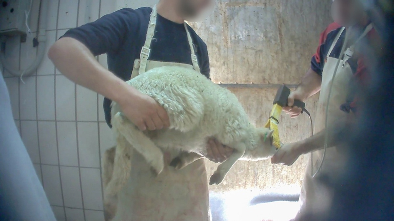 Indagine Essere Animali Sardegna