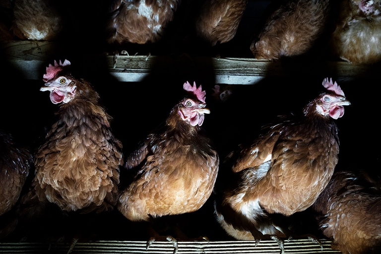 Galline ovaiole stipate in un allevamento