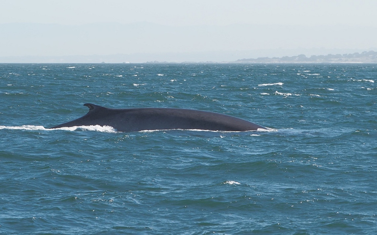 fin whale