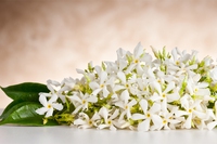 Neroli: l’olio essenziale dei fiori di arancio