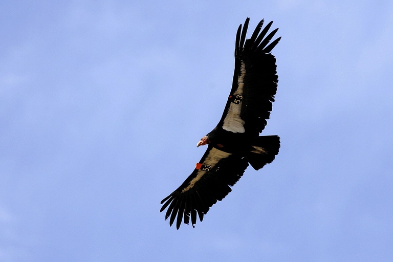 Condor della California in cielo