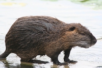 La Lombardia approva lo sterminio delle nutrie
