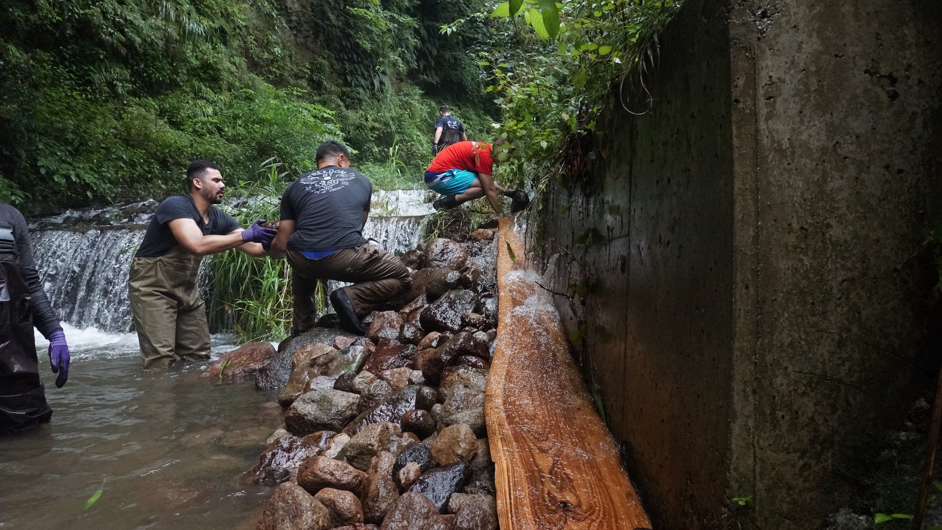 Japanese giant salamander ramp construction by Sustainable Daisen