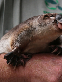 There’s still time to save platypuses from plastic