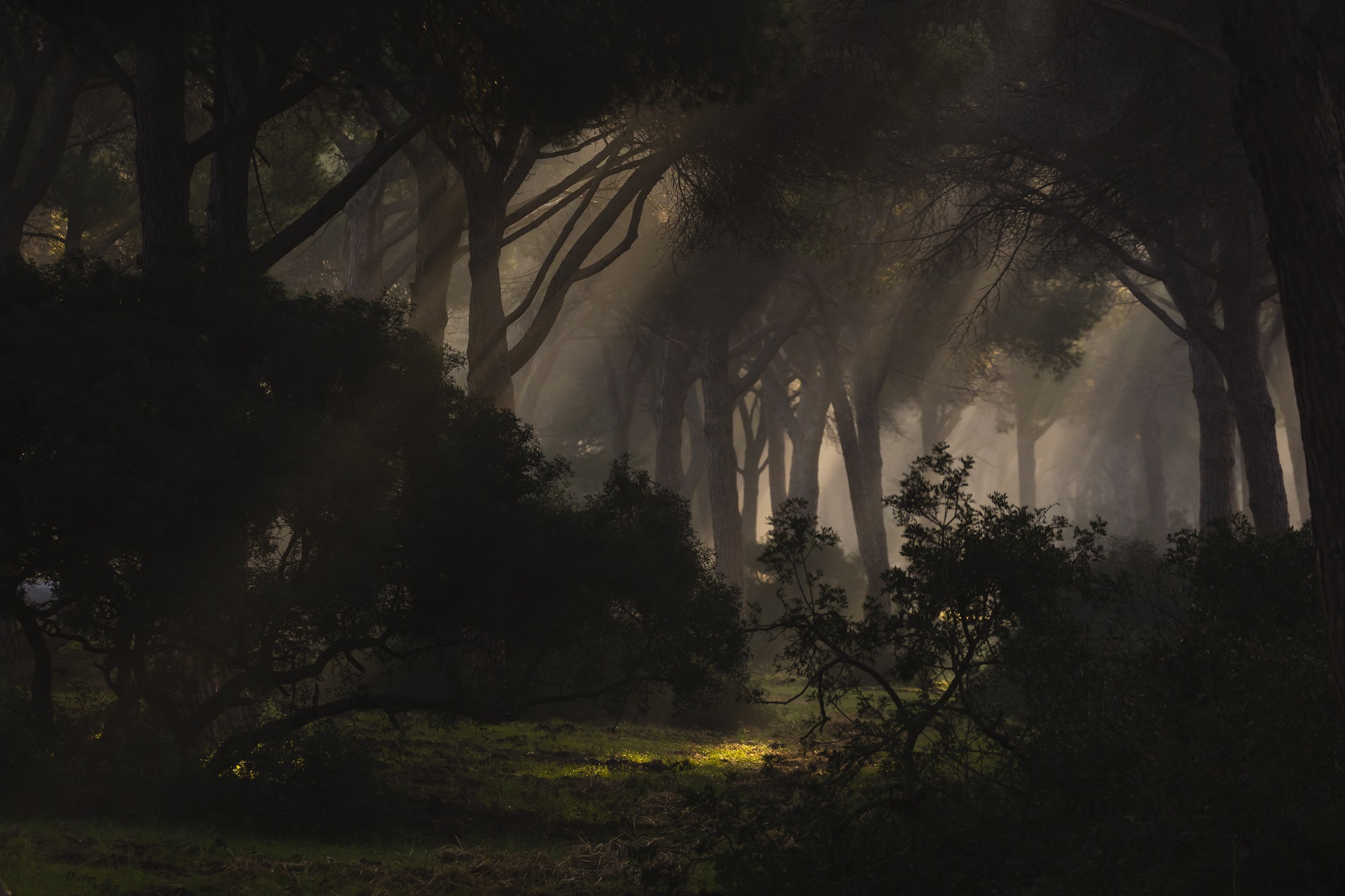 Foreste italiane, Grosseto