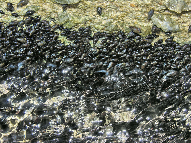 Salviamo le chiocciole d'Italia