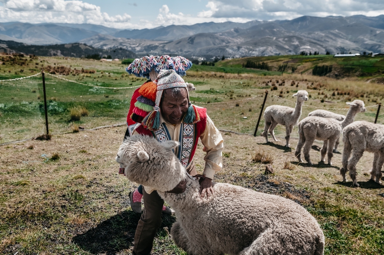 alpaqueros perù