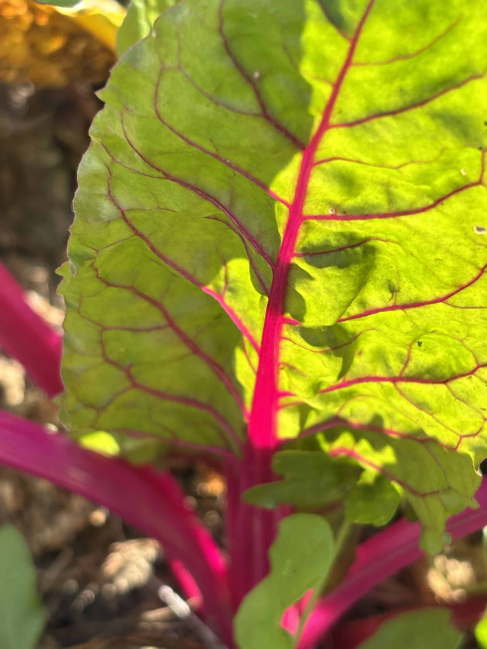 IMG_4383 di Beatrice Spagoni