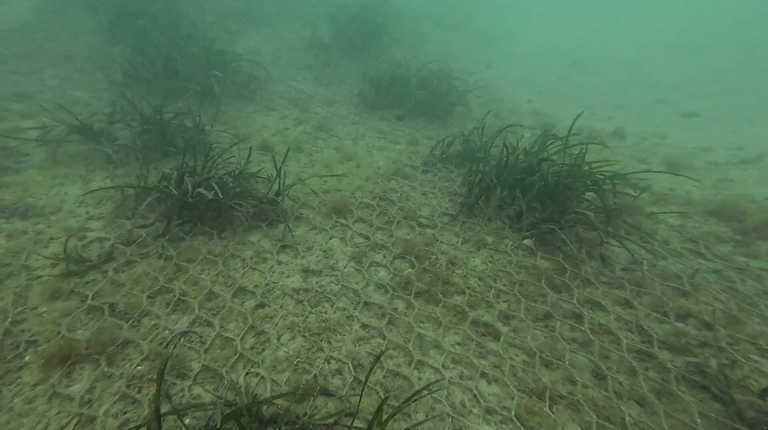 posidonia bergeggi