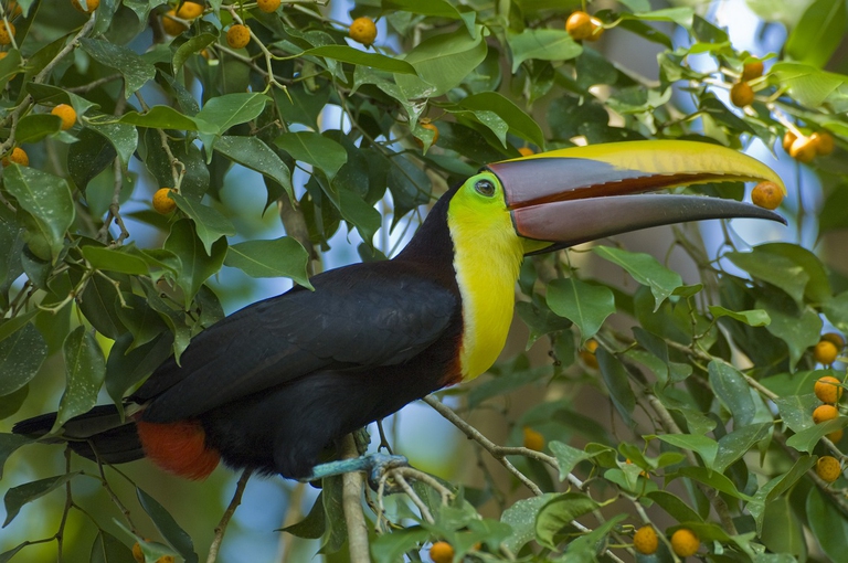 tucano che mangia frutta