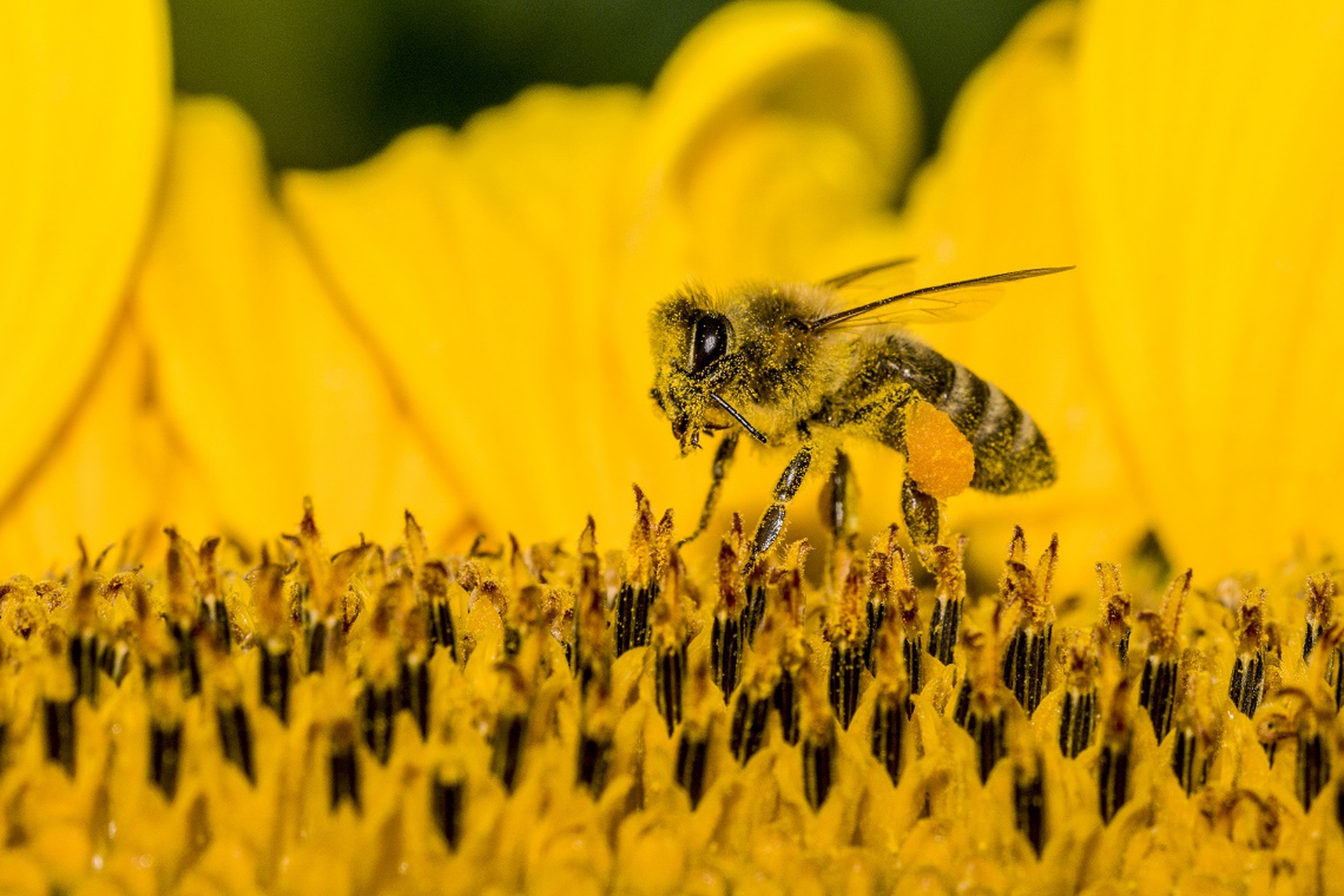 US beekeepers lost half their honeybees last year