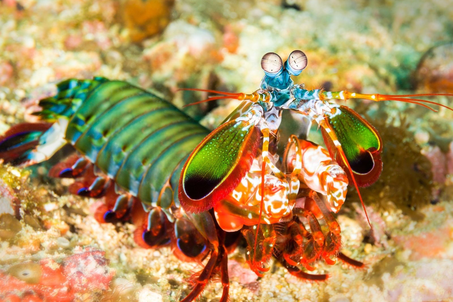 Image result for Crustacean calcium for reptiles - Crustacean Calcium For Reptiles