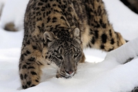 Kirghizistan, la caccia al trofeo minaccia il leopardo delle nevi