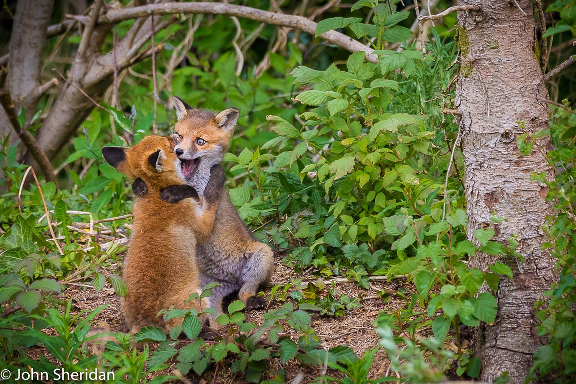 Cuddling cubs di John Sheridan – Comedy wildlife photography awards