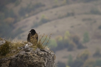 In Italia una specie di uccelli nidificanti su quattro rischia l’estinzione