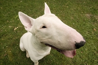 Bull terrier: storia, carattere e caratteristiche del gladiatore delle razze canine